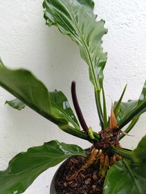 تصویر آنتوریوم موج عشق 