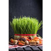 تصویر تصویر سبزه عید نوروز – Novruz setting table 