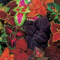 تصویر بذر گل حسن یوسف میکس – Mix coleus 