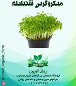 تصویر بذر میکرو گرین شمبلیله 