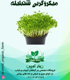 تصویر بذر میکرو گرین شمبلیله 