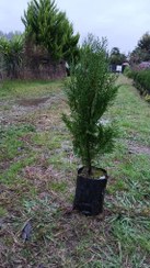 تصویر درختچه زیبای کاج کامیس قد بالای ۱متر 