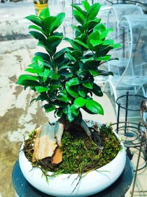 تصویر بونسای جنسینگ کوچک 