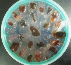 تصویر خرمای کبکاک صادراتی 