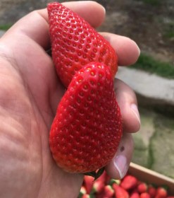 تصویر توت فرنگی لوکس 