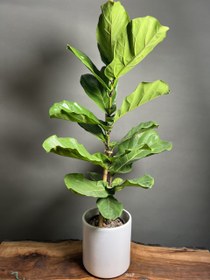 تصویر نهال گل فیکوس Ficus ornamental flower