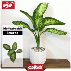 تصویر گل دیفن باخیا Dieffenbachia Amoena 