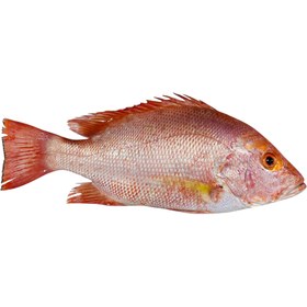 تصویر ماهی سرخو چمن 