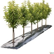 تصویر مالچ پلاستیکی باغچه ای ۱ کیلویی عرض ۱۲۰ سانتیمتر 