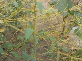 تصویر بذر سس معمولی (50 عدد) Cuscuta campestris 