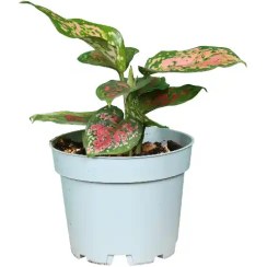 تصویر آگلونما والنتاین 