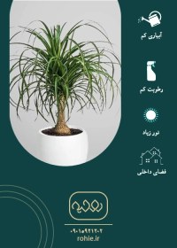 تصویر گیاه لیندا 