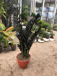 تصویر زاموفیلیا بلک گلدان پاچیرا ۲۳ 