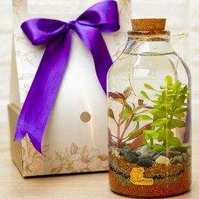 تصویر تراریوم آبی آمازون 