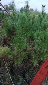 تصویر درختچه کاج تهران قد دو متر 