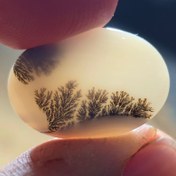 تصویر شجر قائن زمینه سفید زیبا 