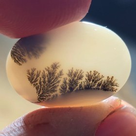 تصویر شجر قائن زمینه سفید زیبا 