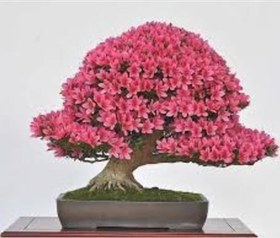 تصویر بسته 30 عددی بذر ارغوان Cercis_siliquastrum Bonsai 