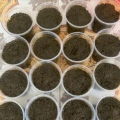 تصویر سبزی قورمه سرخ شده معطر(تماما محلی) گیلان.رشت 