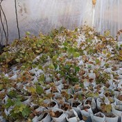 تصویر نهال انگور ردگلوب (کشت بافت) Red Globe Grape Seedling