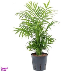 تصویر گیاه طبیعی شامادورا کد 001300 