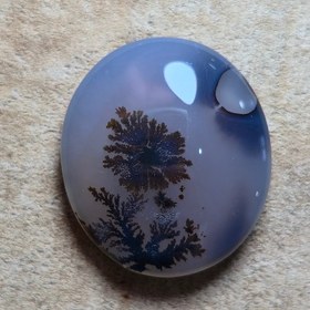 تصویر شجر قائن زیبا خاص 