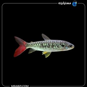 تصویر چلسی پینک تیل 