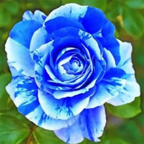 تصویر بذر گل رز اژدهای آبی 