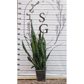 تصویر سانسوریا سبز (کپی) 