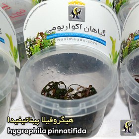 تصویر گیاه هیگروفیلا پیناتیفیدا آکواریوم پلنت کد 655 hygrophila pinnatifida aquarium plant