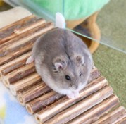 تصویر همستر کوتوله روسی گلدن ساپفایر(Russian Dwarf Hamster – Golden Sapphire) 