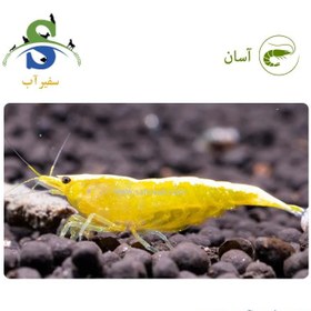 تصویر میگو یلو گلدن (پک چند عددی) 