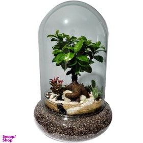 تصویر تراریوم بونسای فیکوس رتوزا کد 08 