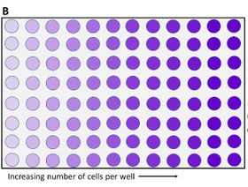 تصویر تست رزازورین Resazurin Resazurine test