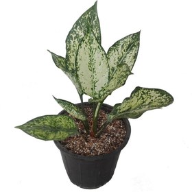 تصویر گل طبیعی اگلونما سفید کد 109 