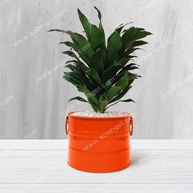 تصویر کامپکت C-011 