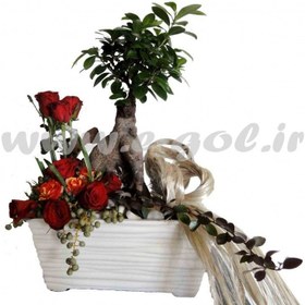 تصویر بن سای فیکوس 