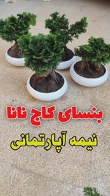 تصویر بنسای کاج نانا 