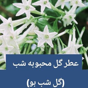 تصویر عطر گل محبوبه شب (شب بو) 4 گرم، وارداتی فرانسوی، بسیار باکیفیت و ماندگاری مناسب 