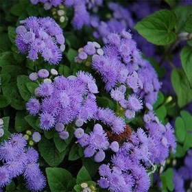 تصویر بذر گل ابری آبی پاکوتاه گلدانی Ageratum - Cloud Nine