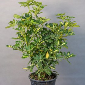 تصویر گیاه طبیعی شفلرا مدل 01 