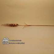 تصویر گل گندم مسی 