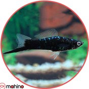 تصویر ماهی سواردتیل دم شمشیری مشکی (جفت) - 3 تا 4 سانتی متر 