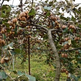 تصویر کیوی درجه1 