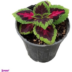 تصویر گیاه طبیعی حسن یوسف کد G05 