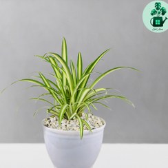 تصویر گندمی 