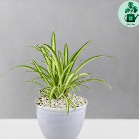 تصویر گندمی 