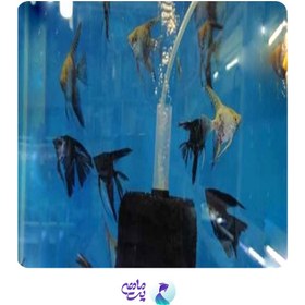 تصویر آنجل دودی 6 تا 8 سانت 