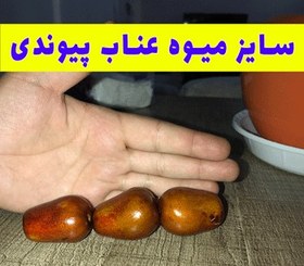 تصویر نهال عناب گلابی درشت 