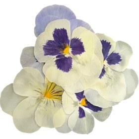 تصویر گل خشک بنفشه سفيد 5 عددي 